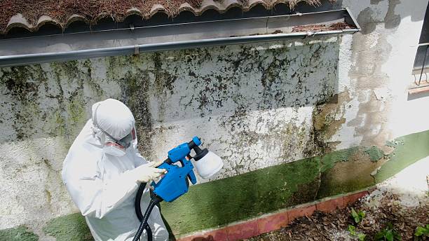 Mold Removal service in Nahant